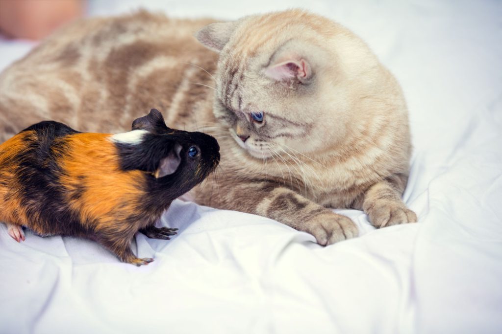 Can a cat and guinea pig live together