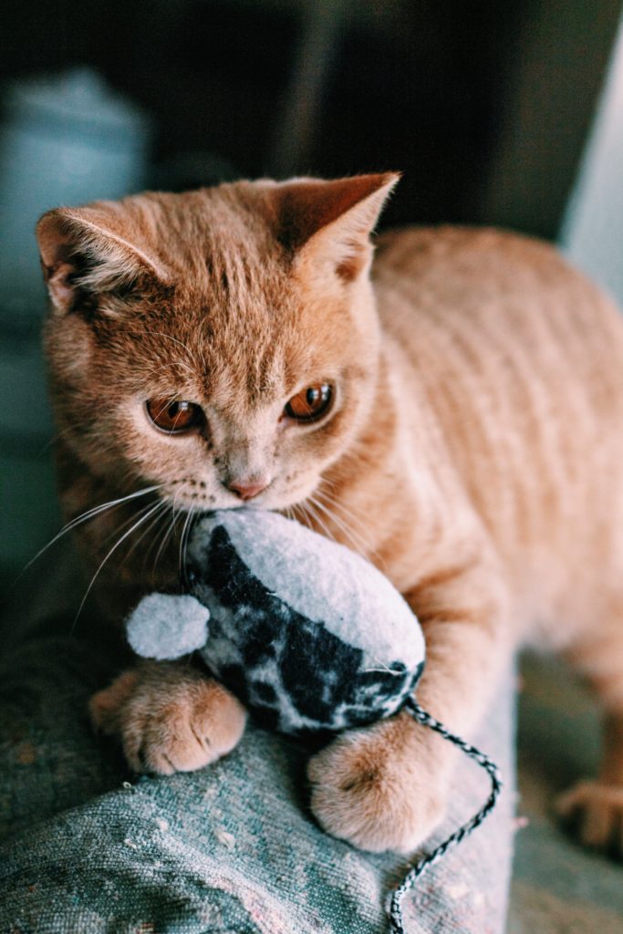 Is it ok to use second-hand cat toys?