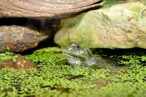 Do cats eat frogs and toads